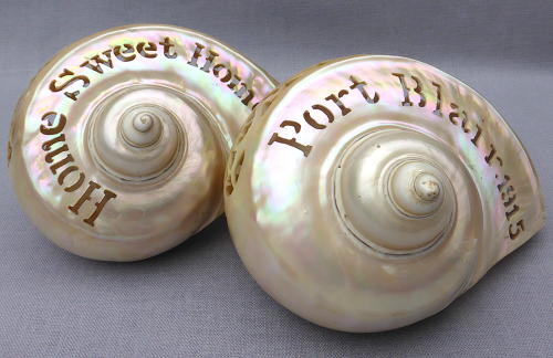 Pair of carved seashells from Port Blair 1915