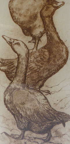 Framed goose etching by Anna Ravenscroft