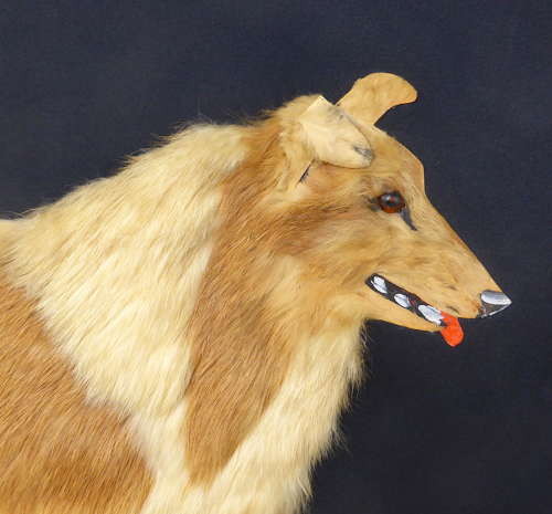 Unusual Fur Dog Picture