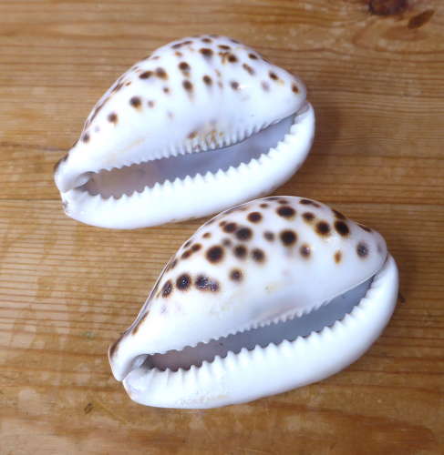 Pair of Early 20th Century Carved Cowrie Shells