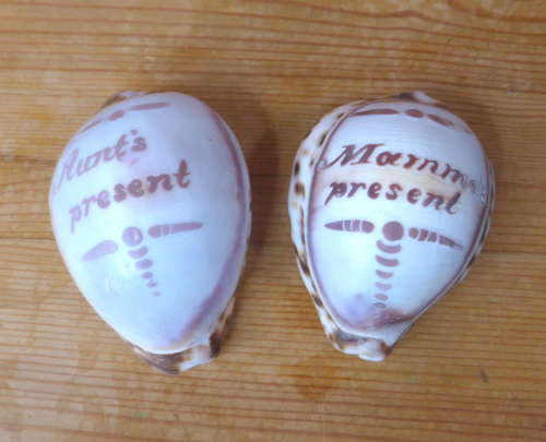Pair of Early 20th Century Carved Cowrie Shells
